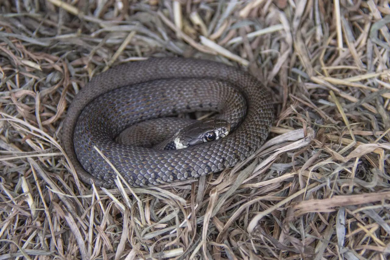 Reptiles Amphibians Stroud Village Hall reptiles-amphibians-stroud-village-hall