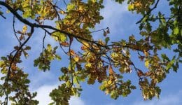 1 ! DSC_5259 Autumn oak branch EC Reduced