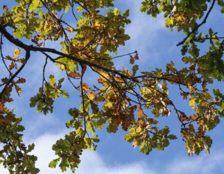 Wildlife Blog by Ron Allen – 8 November 2020