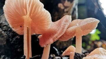 The Pink-Gilled Fungus