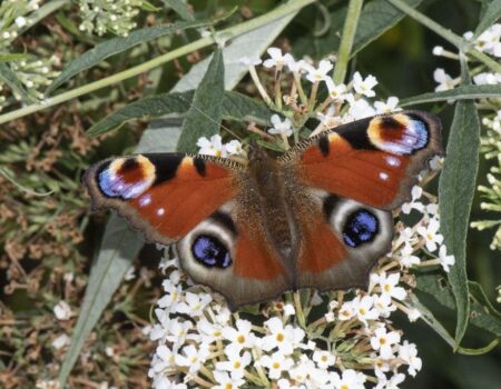 Wildlife Blog by Ron Allen – 5 October 2020