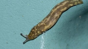 6 Leopard slug on water but