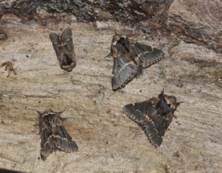 Wildlife Blog by Ron Allen – 12 December 2020