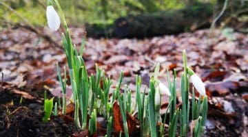 4 ! IMG_20210115_113651 Snowdrops Reduced