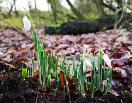 Wildlife Blog by Ron Allen – 15th January 2021