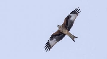 ! 10 Reduced DSC_9119 Red kite EC