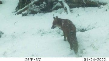 ! 5 Reduced 01240025 Fox at lwr sett in falling snow -- Photoshop still from vid EC