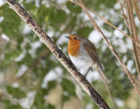 Wildlife Blog by Ron Allen – 29th January 2021