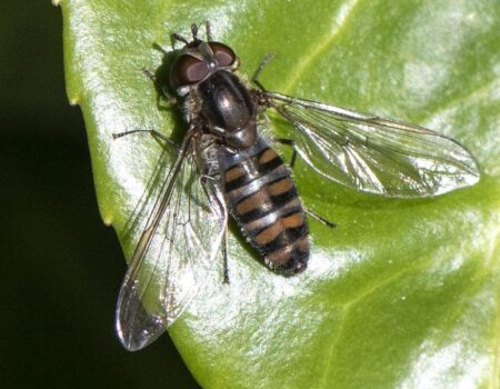 Wildlife Blog by Ron Allen – 26th February 2021