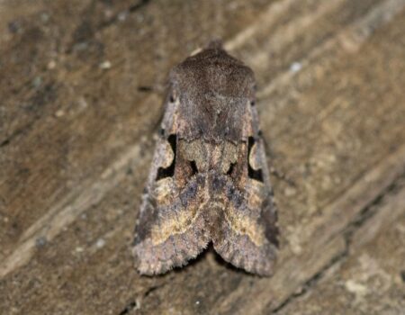 Wildlife Blog by Ron Allen – 6th March 2021