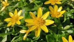 2 IMG_20210319_143605 Lssr celandine C Reduced