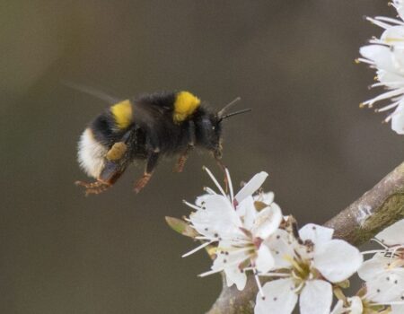 Wildlife Blog by Ron Allen – 14th April 2021