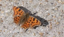 4 DSC_3453 Comma butterfly EC reduced