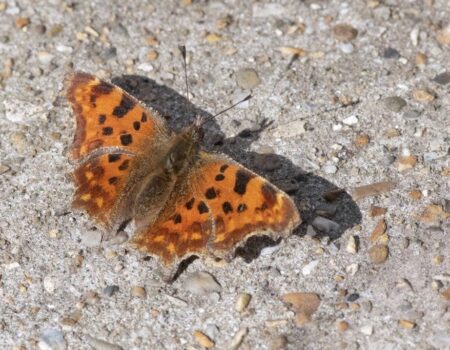 Wildlife Blog by Ron Allen – 31st March 2021