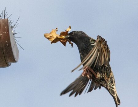 Wildlife Blog by Ron Allen – 24th April 2021