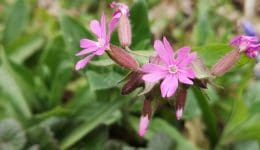 10 ! IMG_20210503_172913 Red campion EC