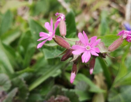 Wildlife Blog by Ron Allen – 3rd May 2021