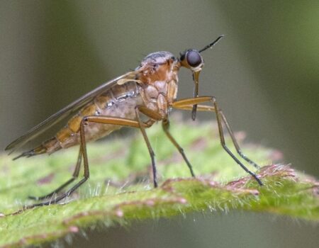 Wildlife Blog by Ron Allen – 4th June 2021