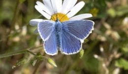 6. DSC_1516 Common blue wings open EC Reduced --