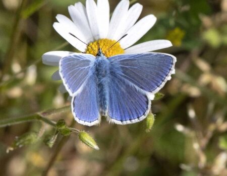 Wildlife Blog by Ron Allen – 18th June 2021
