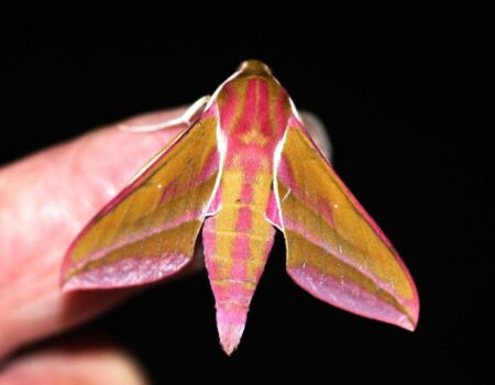 Wildlife Blog by Ron Allen – 16th July 2021