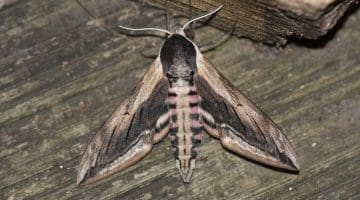 2 DSC_6231 Privet Hawk-moth (Sphinx ligustri) EC Reduced