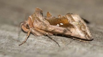 3 DSC_6159 Plain Golden Y (Autographa jota) EC Reduced