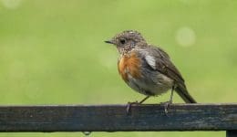 4 DSC_5231 Baby robin on bench EC ---