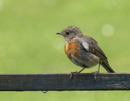 Wildlife Blog by Ron Allen – 2nd July 2021