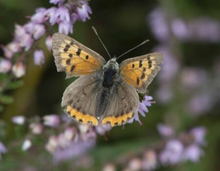Wildlife Blog by Ron Allen – 31st August 2021