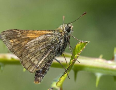 Wildlife Blog by Ron Allen – 23rd July 2021