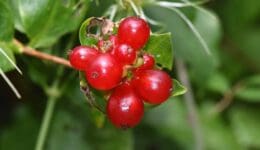 1. DSC_0535 Honeysuckle berries EC Reduced
