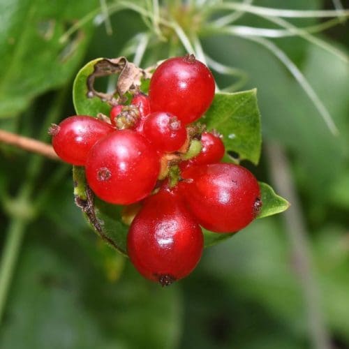 1. DSC_0535 Honeysuckle berries EC Reduced