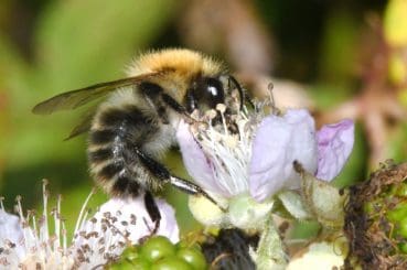 8 DSC_2018 Carder bee on bramble flwr EC