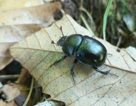 Wildlife Blog by Ron Allen – 15th October 2021