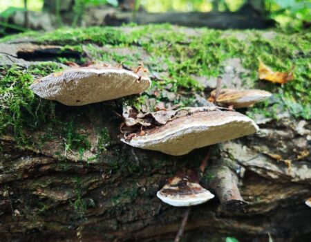 Wildlife Blog by Ron Allen – 22nd October 2021