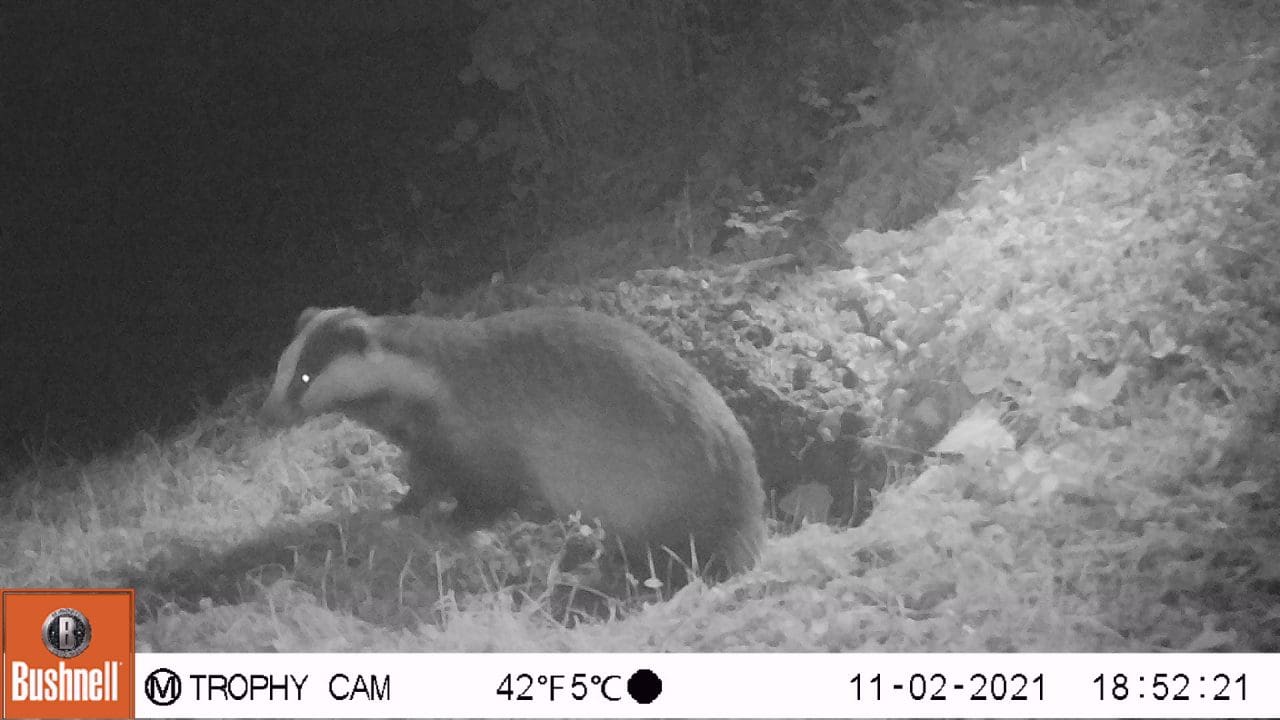 10                 Our local boar badger emerging from its sett.