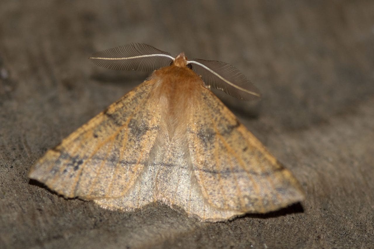 The feathered thorn moth.
