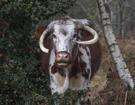 Wildlife Blog by Ron Allen – 10 November 2021