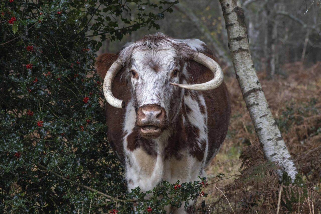 Old English Longhorn cattle at Passfield Common.