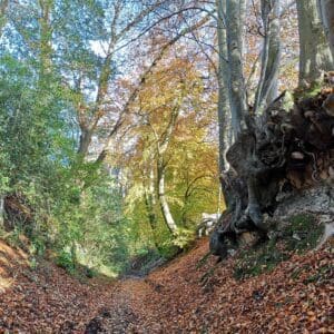 The sunken southern part of North Stroud Lane with its tall beech trees and exposed sandstone.