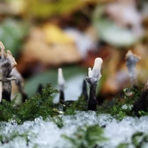 Candle snuff fungus on a mossy snowy log in our garden.