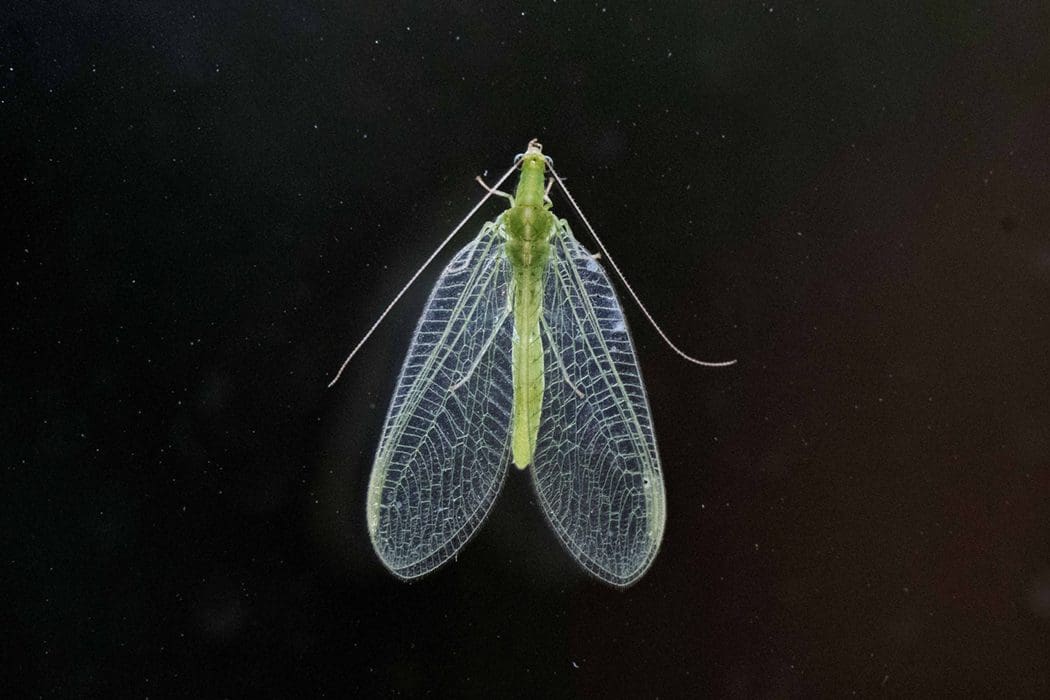 A green lacewing on our kitchen window with its amazing lacy wings and coppery-gold coloured eyes.
