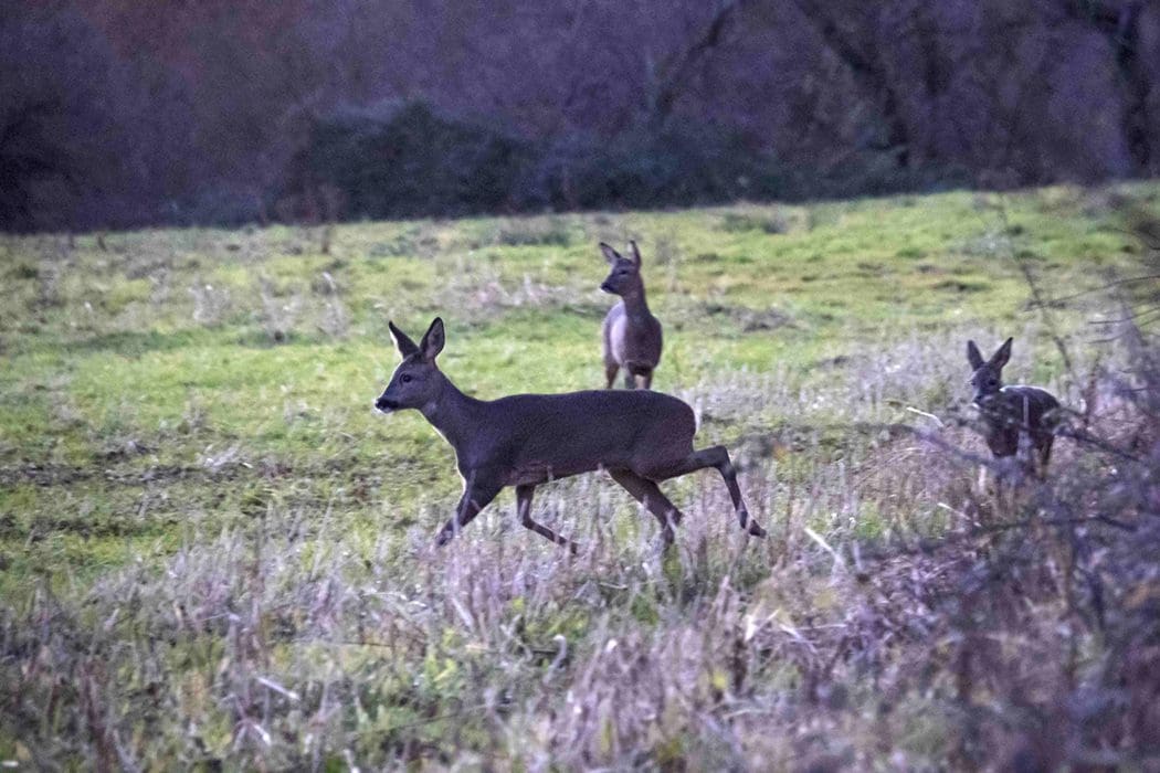 A group of Roe deer seen from North Stroud Lane and in their darker winter pelage.