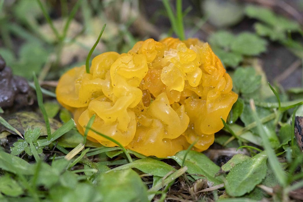 The bright yellow brain fungus unusually growing on our lawn.