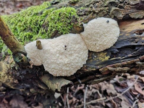 The freshly emerged false-puffball slime-mould formed from aggregating amoeboid cells.