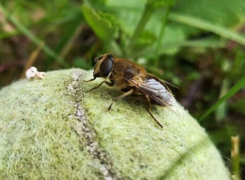 The first of the spring hover-flies, the drone-fly Eristalis tenax.