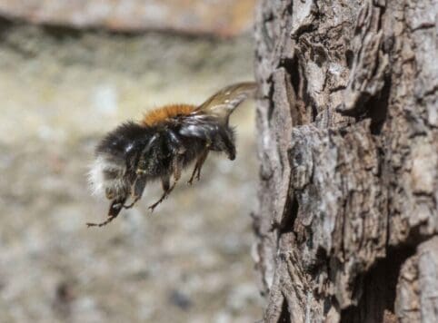 Tree bumble bee.