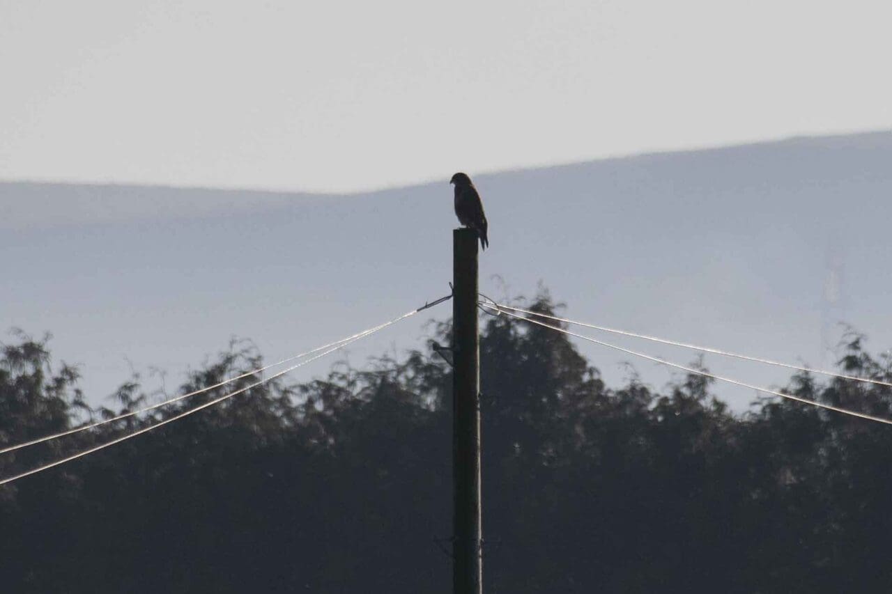 A buzzard alert on a telegraph pole looking for prey down in the surrounding grassland.