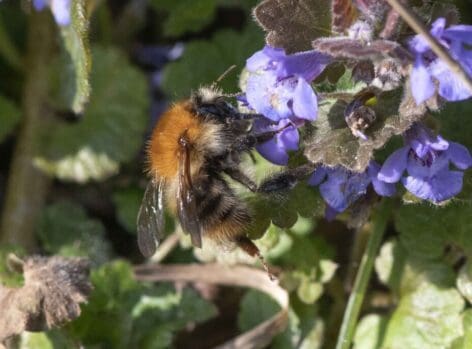 Common Carder Bee.